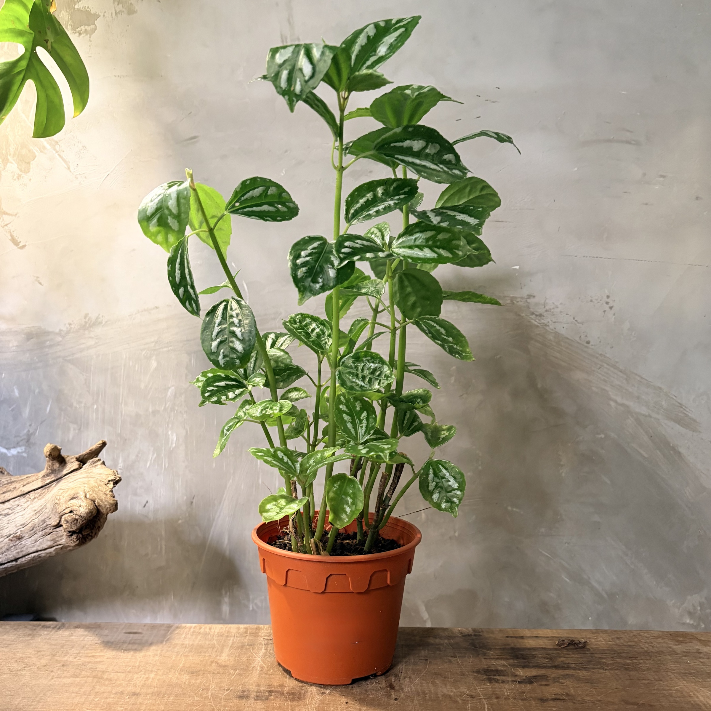 image_0C6942B8-D999-4C18-AE49-3D68EE1048C0_1765248921