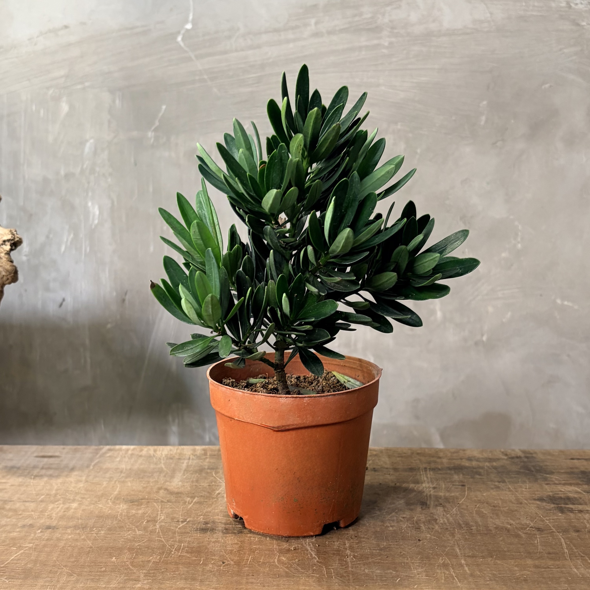 image_47FB956E-C1EB-4528-A02B-600A2647DCD9_1765249484