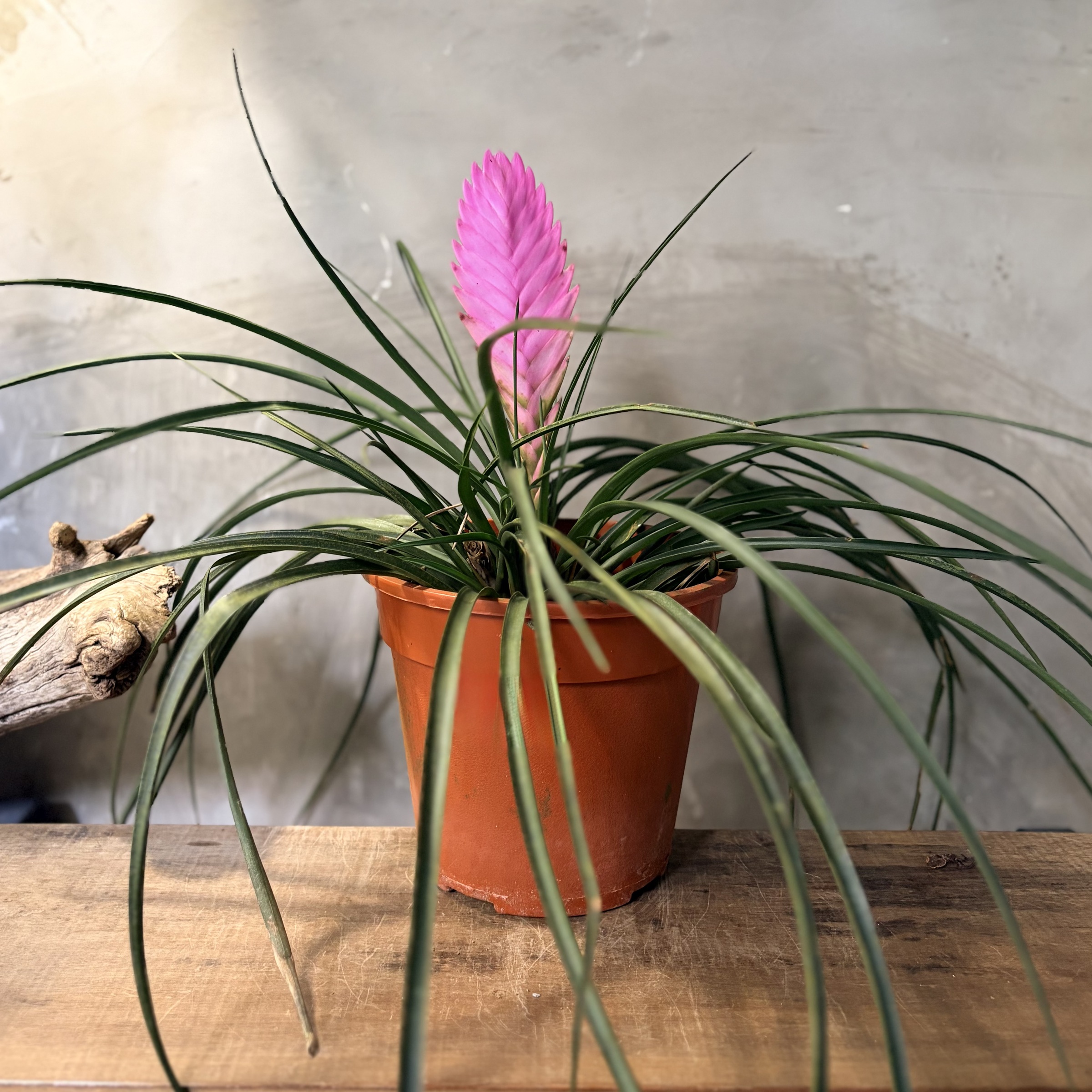 image_3AAC8FC5-3571-4E6B-96DE-2AF8B97DF56E_1765249935