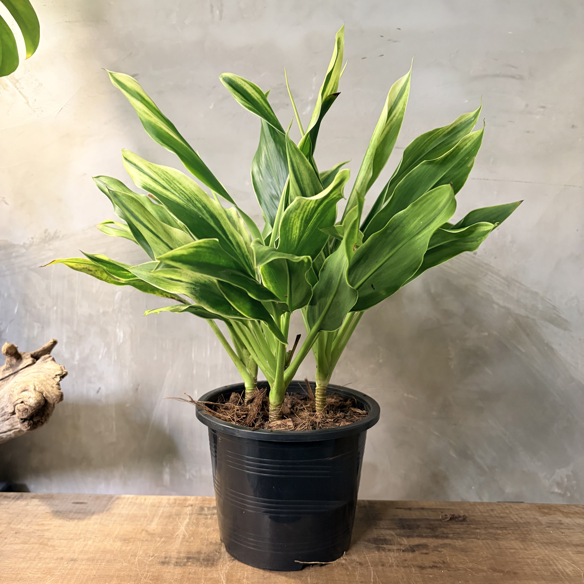 image_EA28BD03-8B0A-4500-BAA2-35F8046A97A5_1765251981