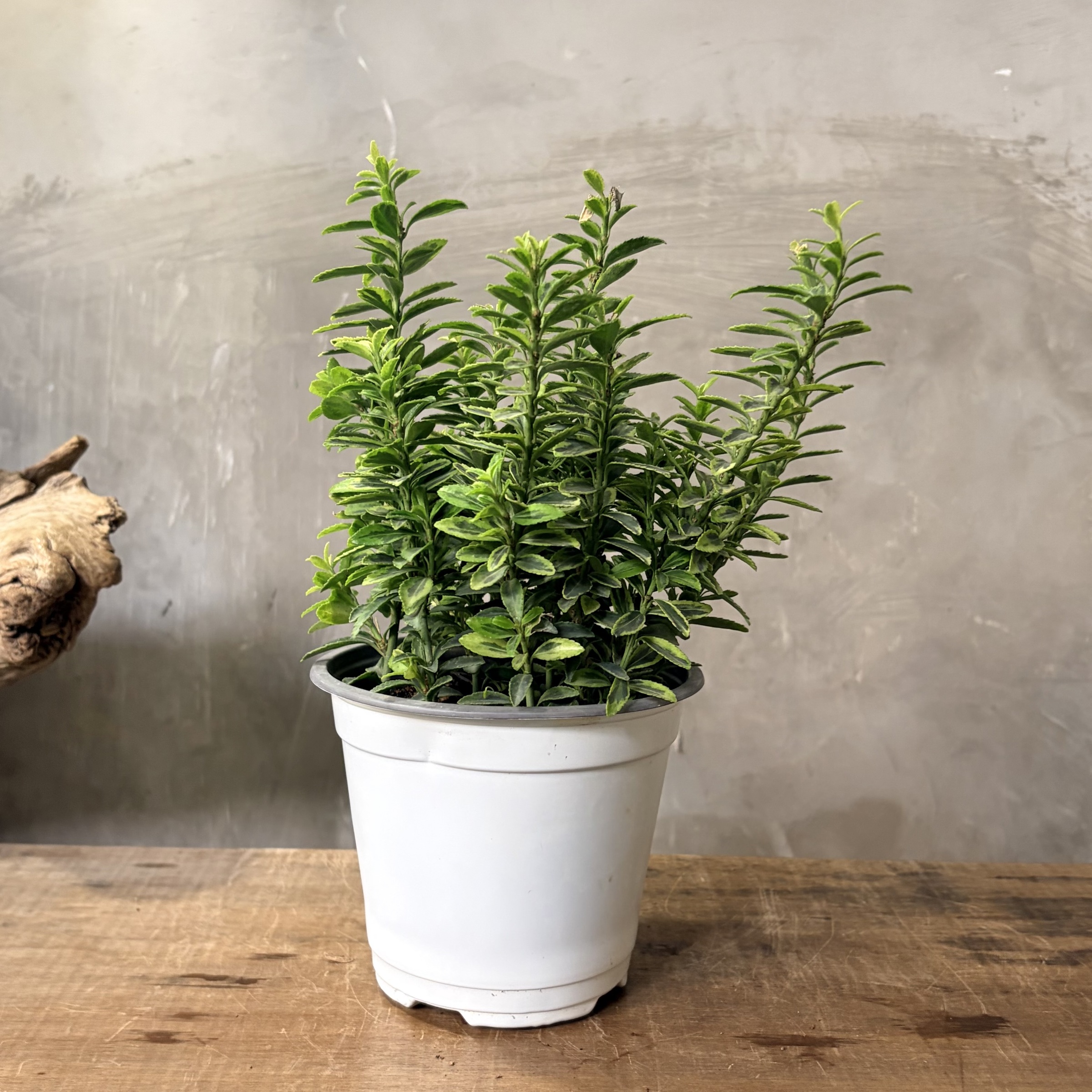 image_C5D2654D-26D8-42BE-8B96-8445F2AA5E8A_1765332250