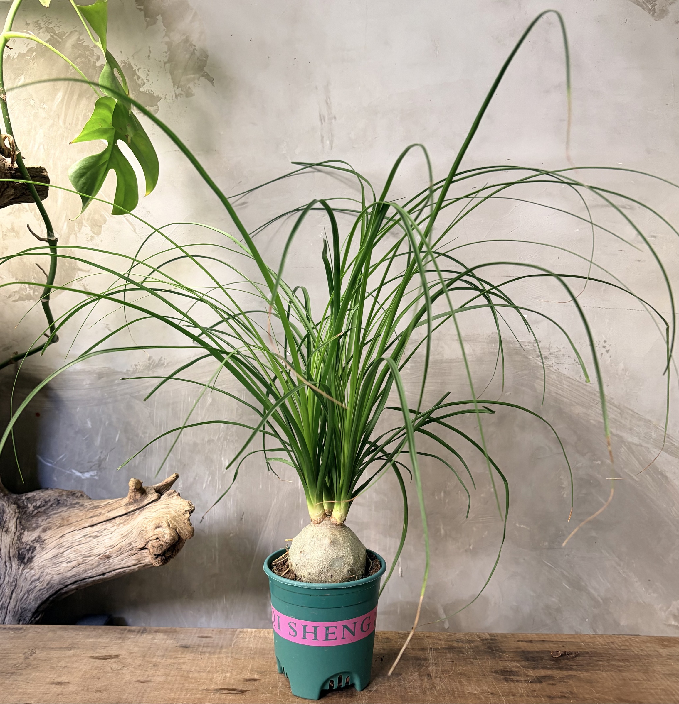 image_A9152DDC-CF2B-4956-A8FC-AD53A55FBC49_1765332736