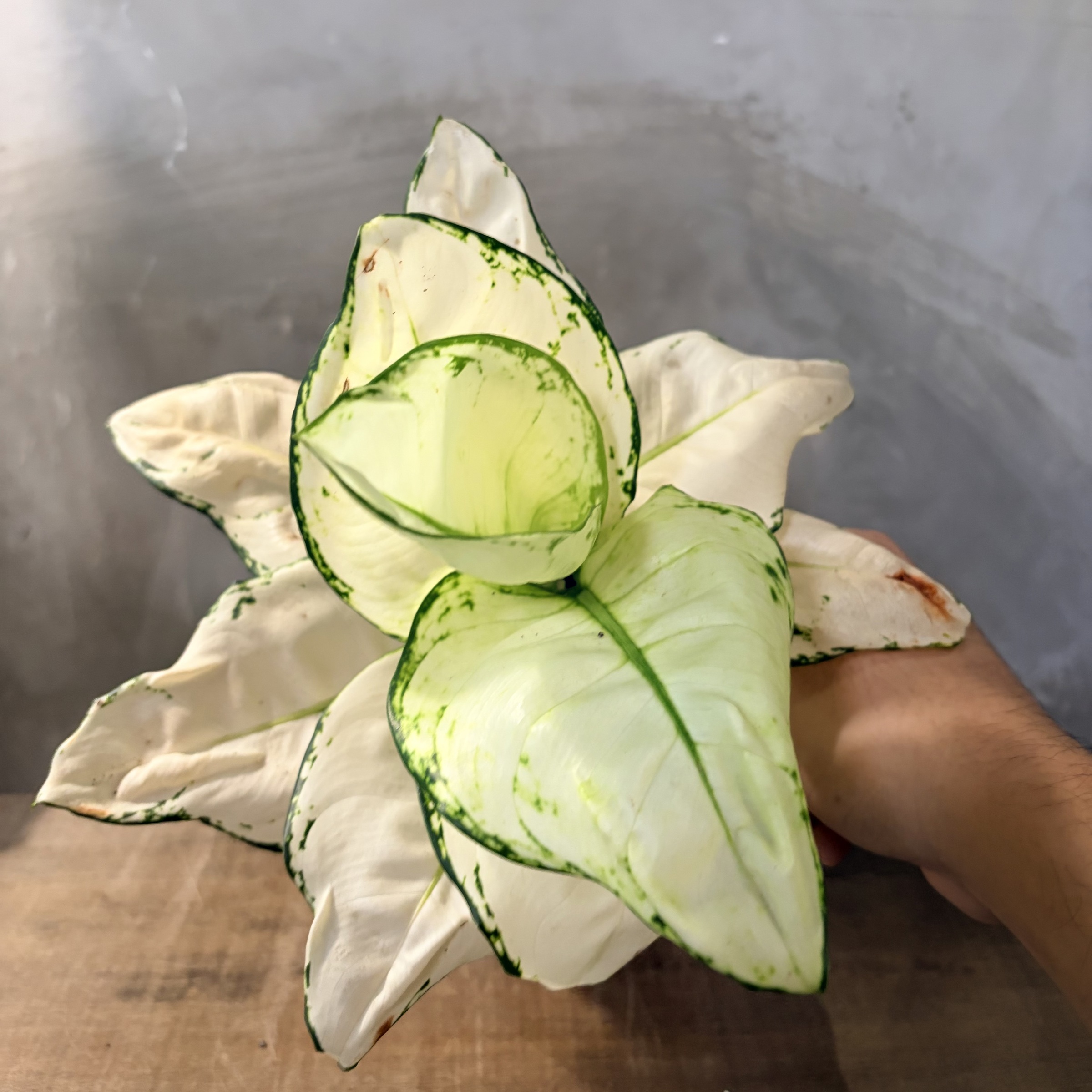 image_5688F6D7-7CF8-4F21-BF4F-E82AD6FD2816_1765521419