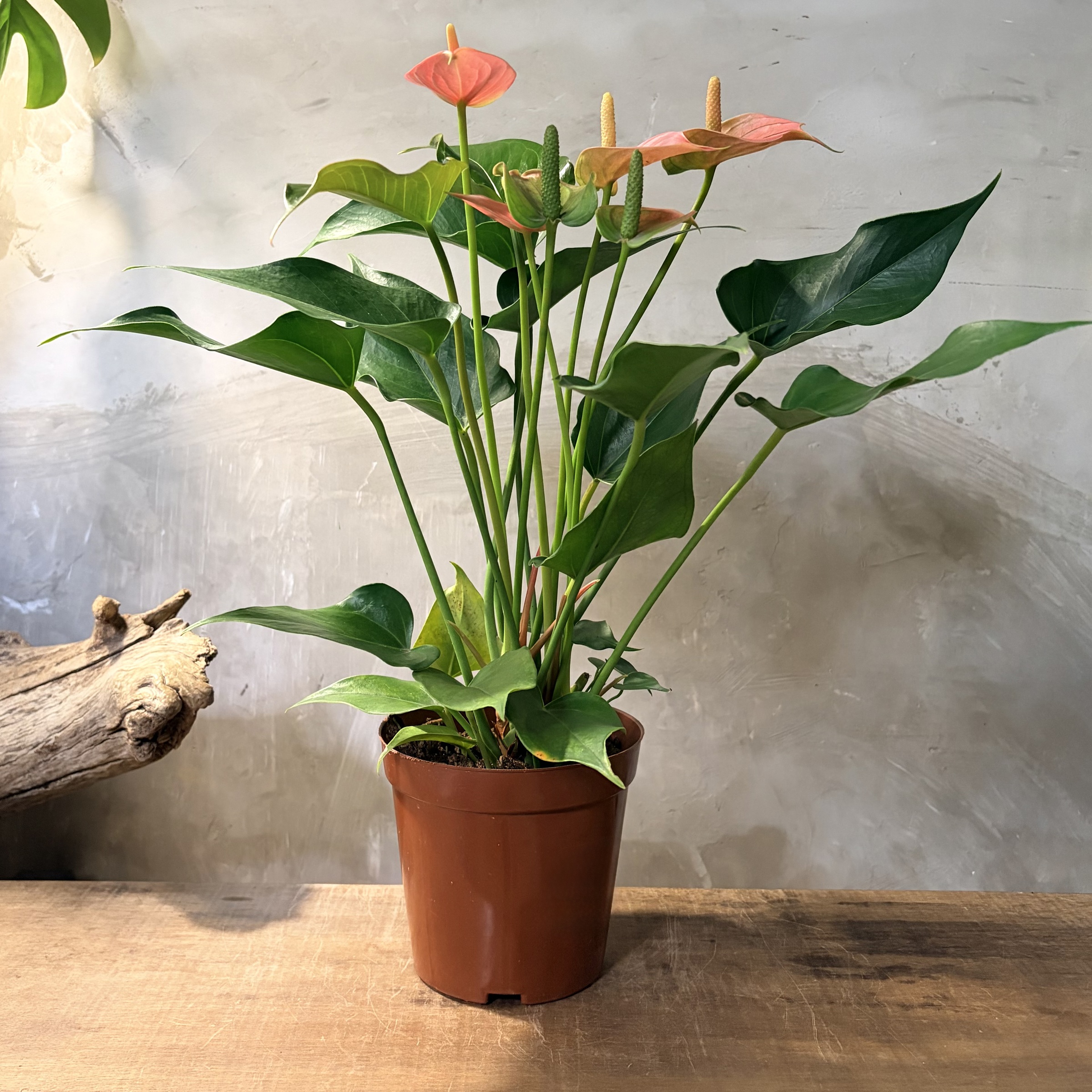 image_E08F7FE7-CE57-4E95-8645-9B0E1A44FFC1_1766112389