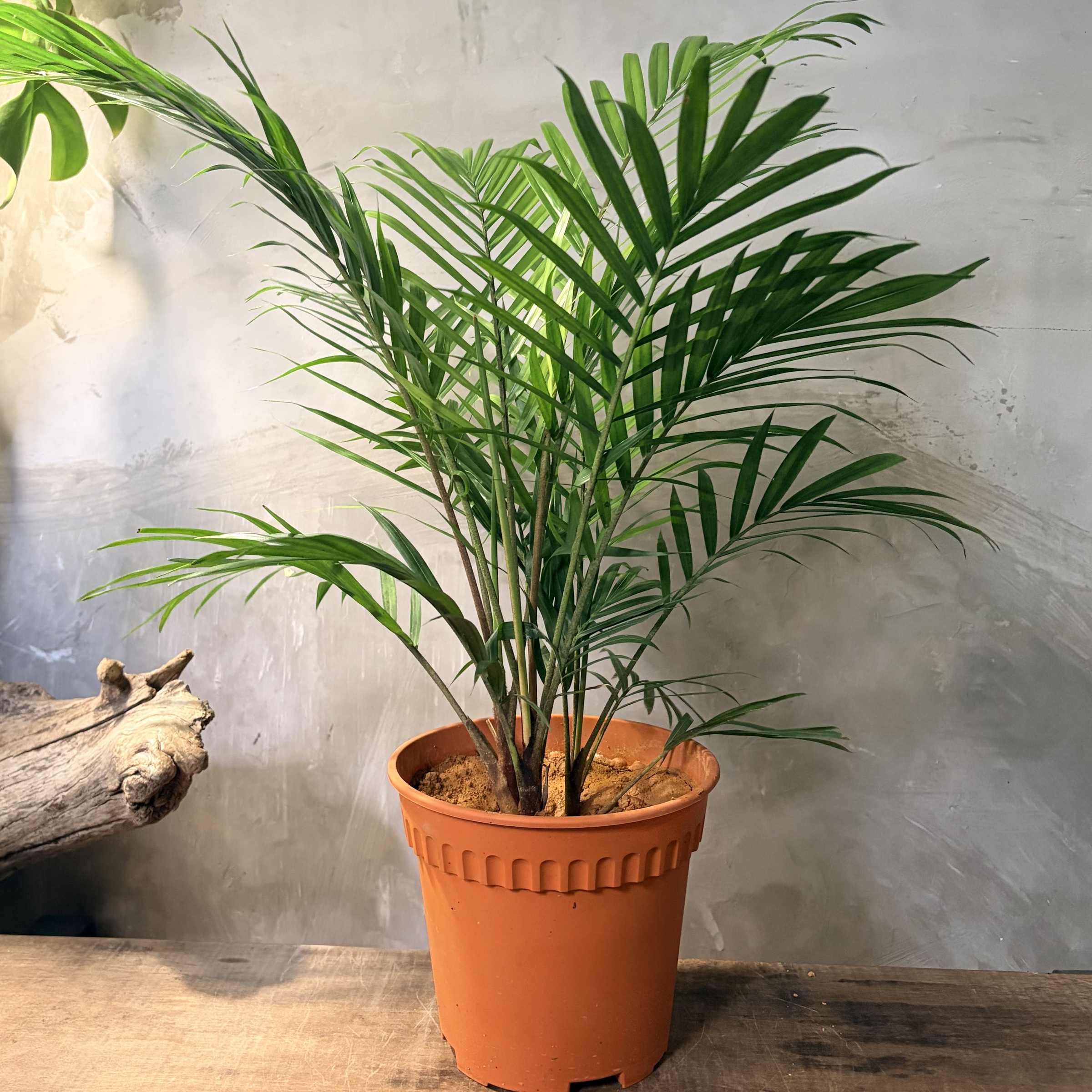 image_4DF1B643-547F-44BC-83AB-A84D7F285DCA_1766113207