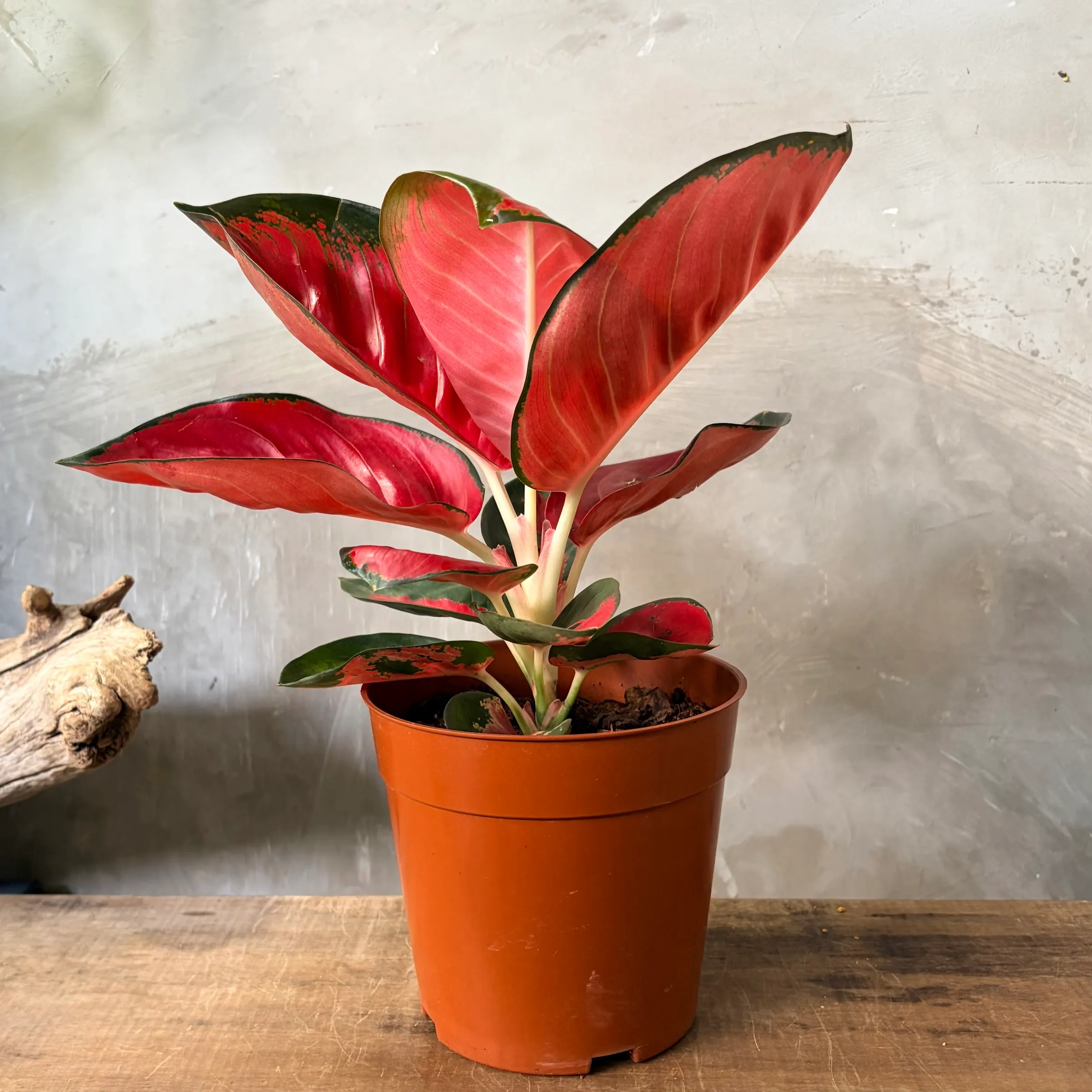 image_B10F88E3-3D4B-44D9-887C-832DC8682517_1766289148