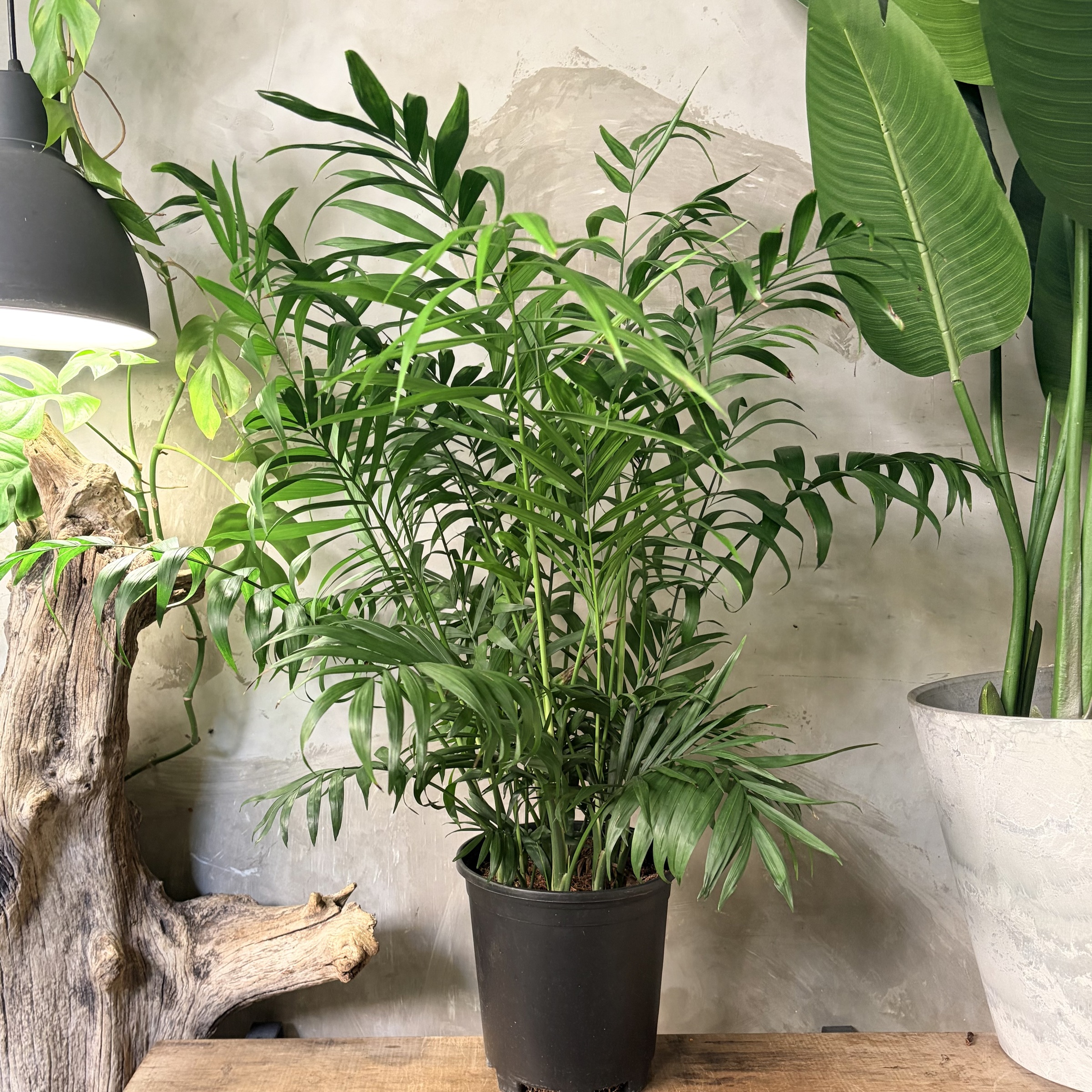 image_683344DB-0D94-4CAC-BB4A-11181FD9575F_1766289497