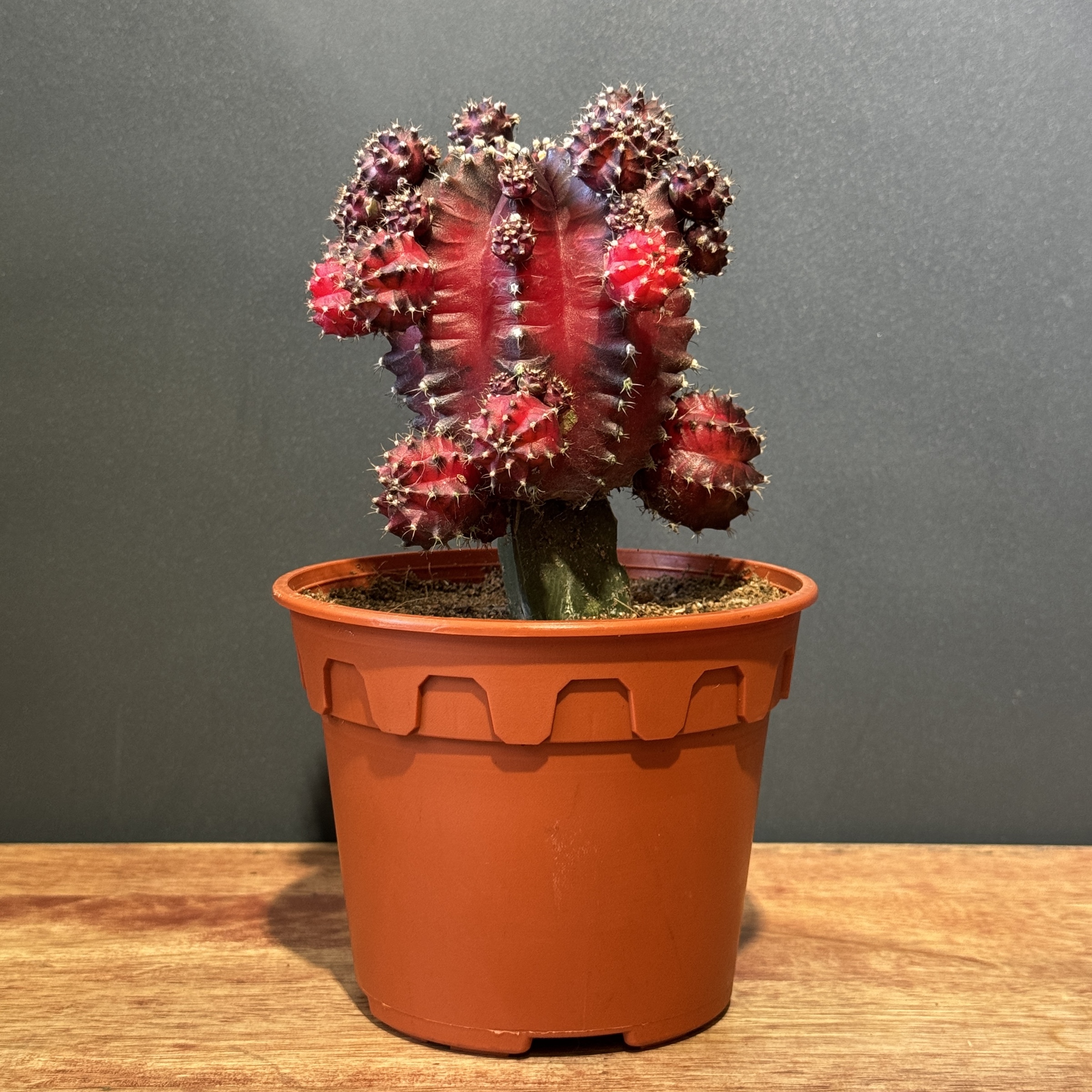 image_A8A37056-5CA4-41A1-93D0-6EBC278BBAD2_1766377739