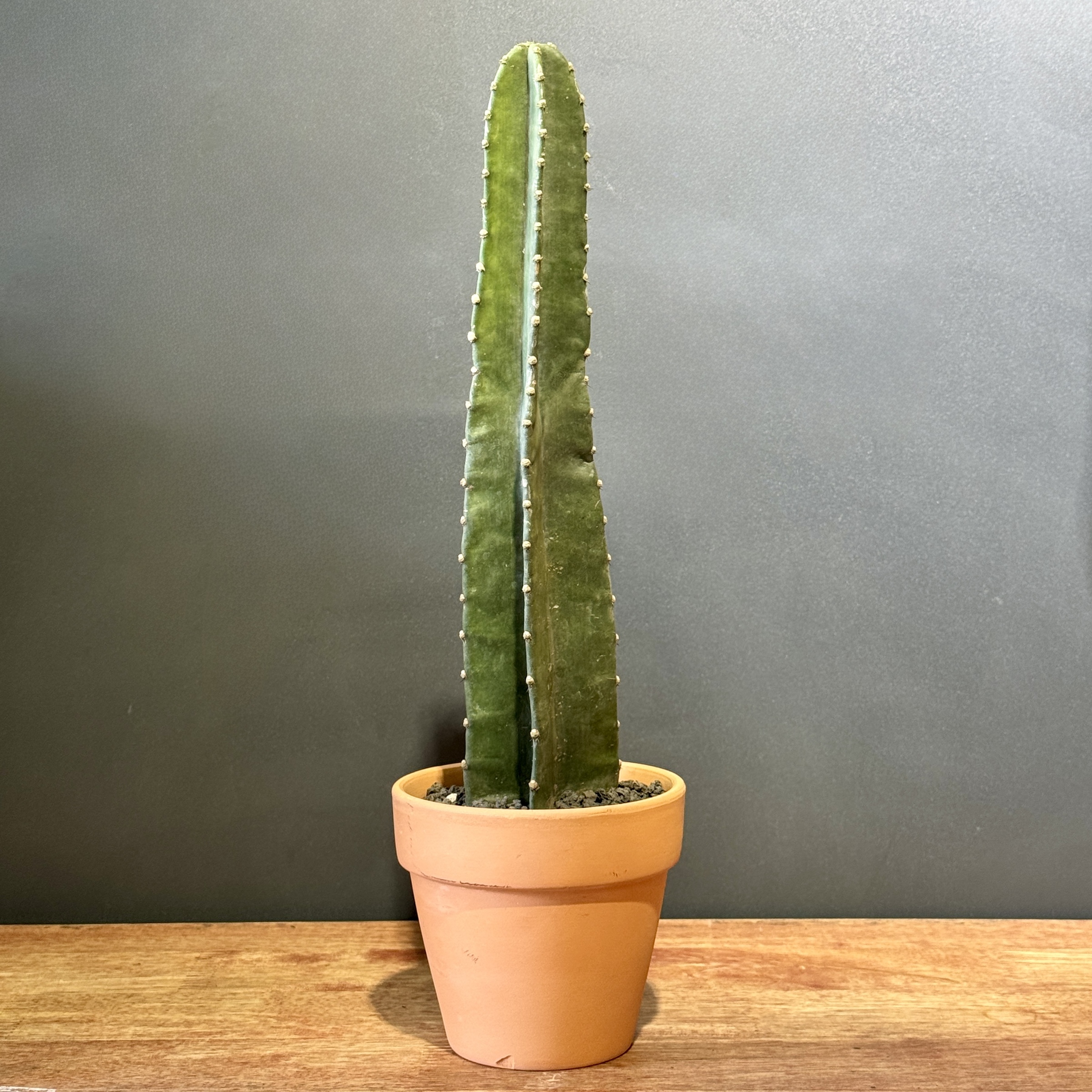 image_F0C0CD36-1AD2-441C-9A99-E2FBE3F83C2C_1766385406