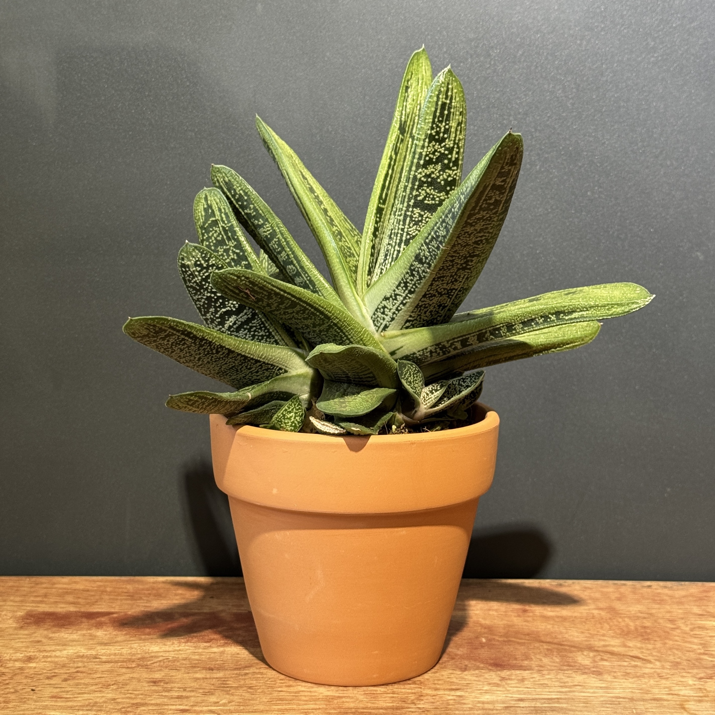 image_AAFF3794-00E0-4DE1-859D-5368ABF96B1E_1766386466