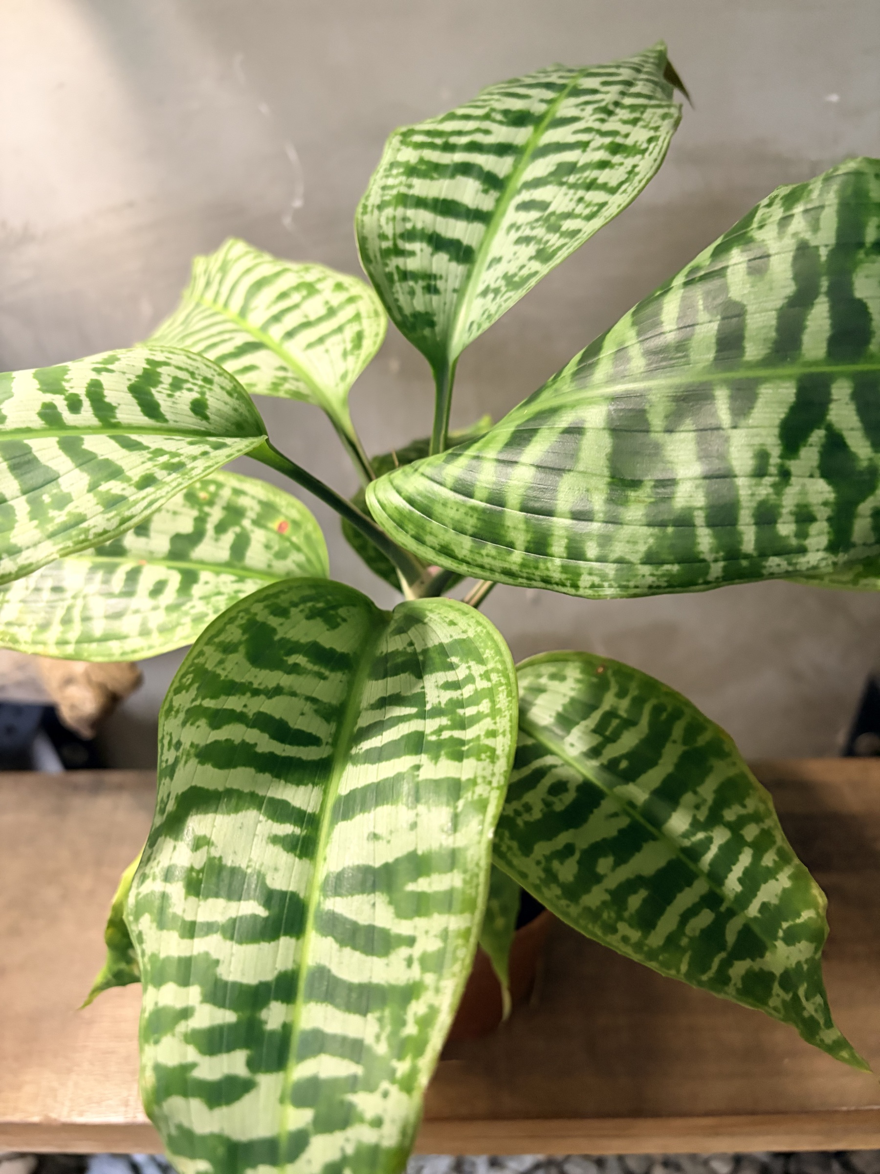 image_E8618435-CB5F-41A7-AADD-4D4B5B5A16D3_1767161646