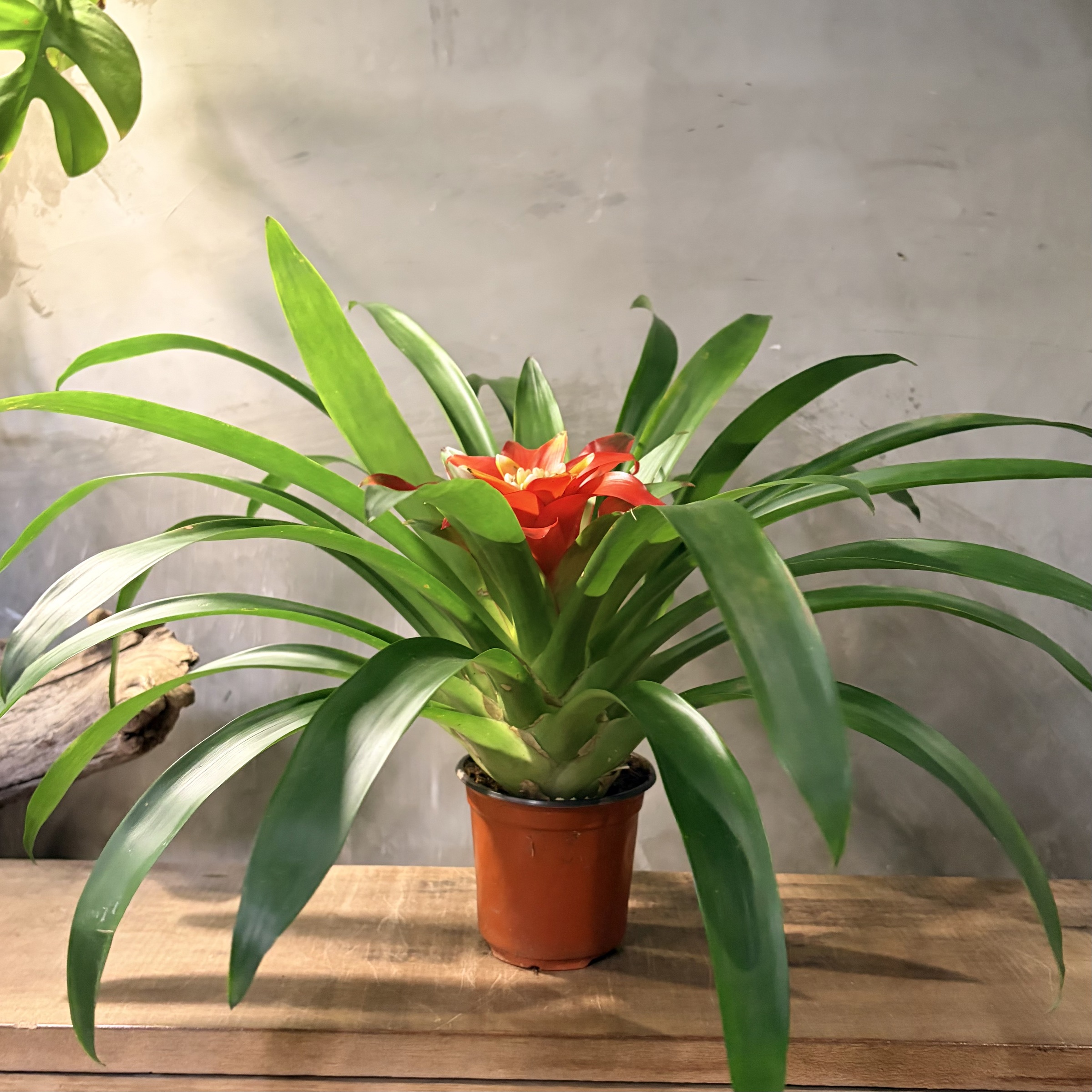 image_A97A3D0B-3F16-41D4-BECE-DFF16E5EBE43_1768876326