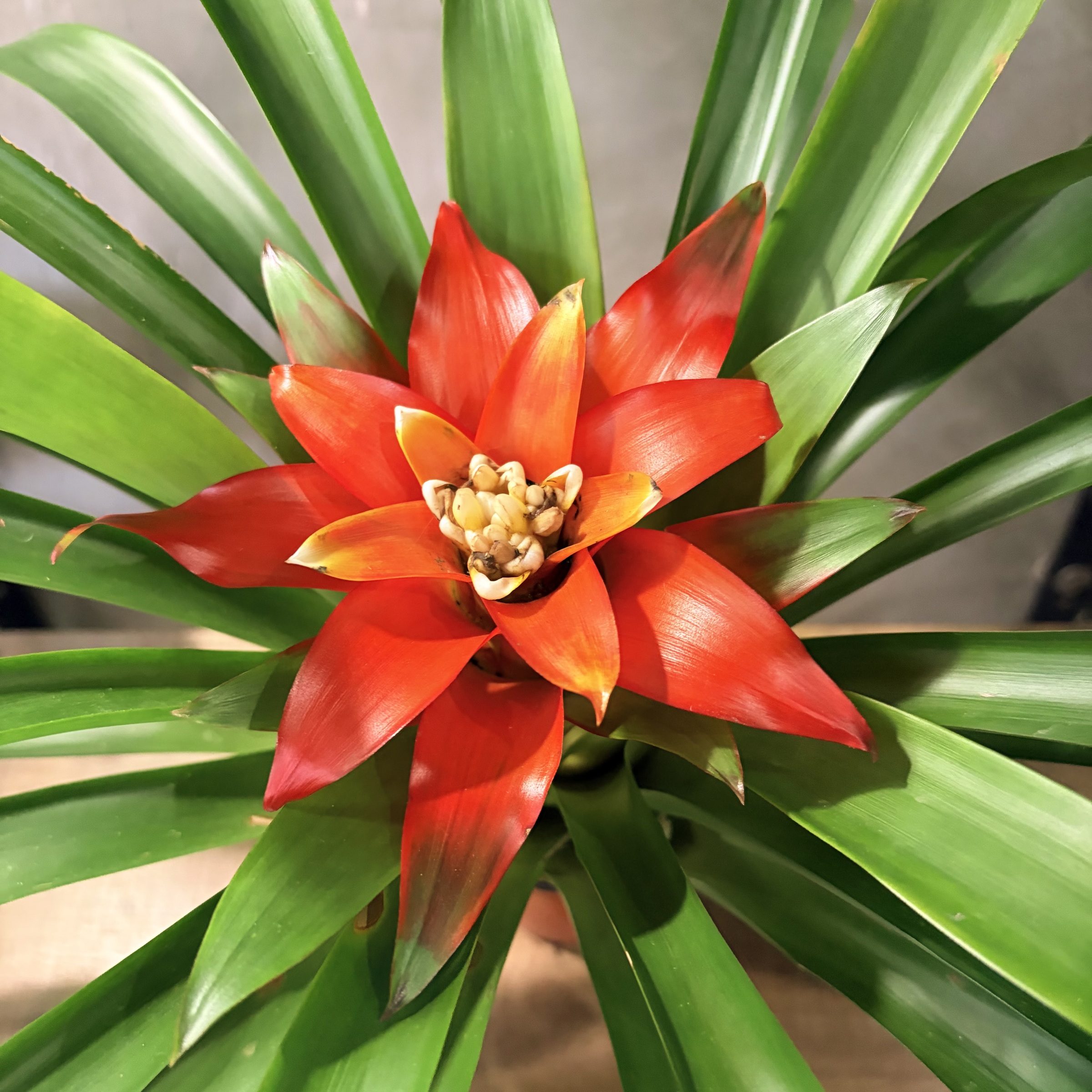 image_A6F92433-2DB4-437A-9663-8BB65767C6EC_1768876326