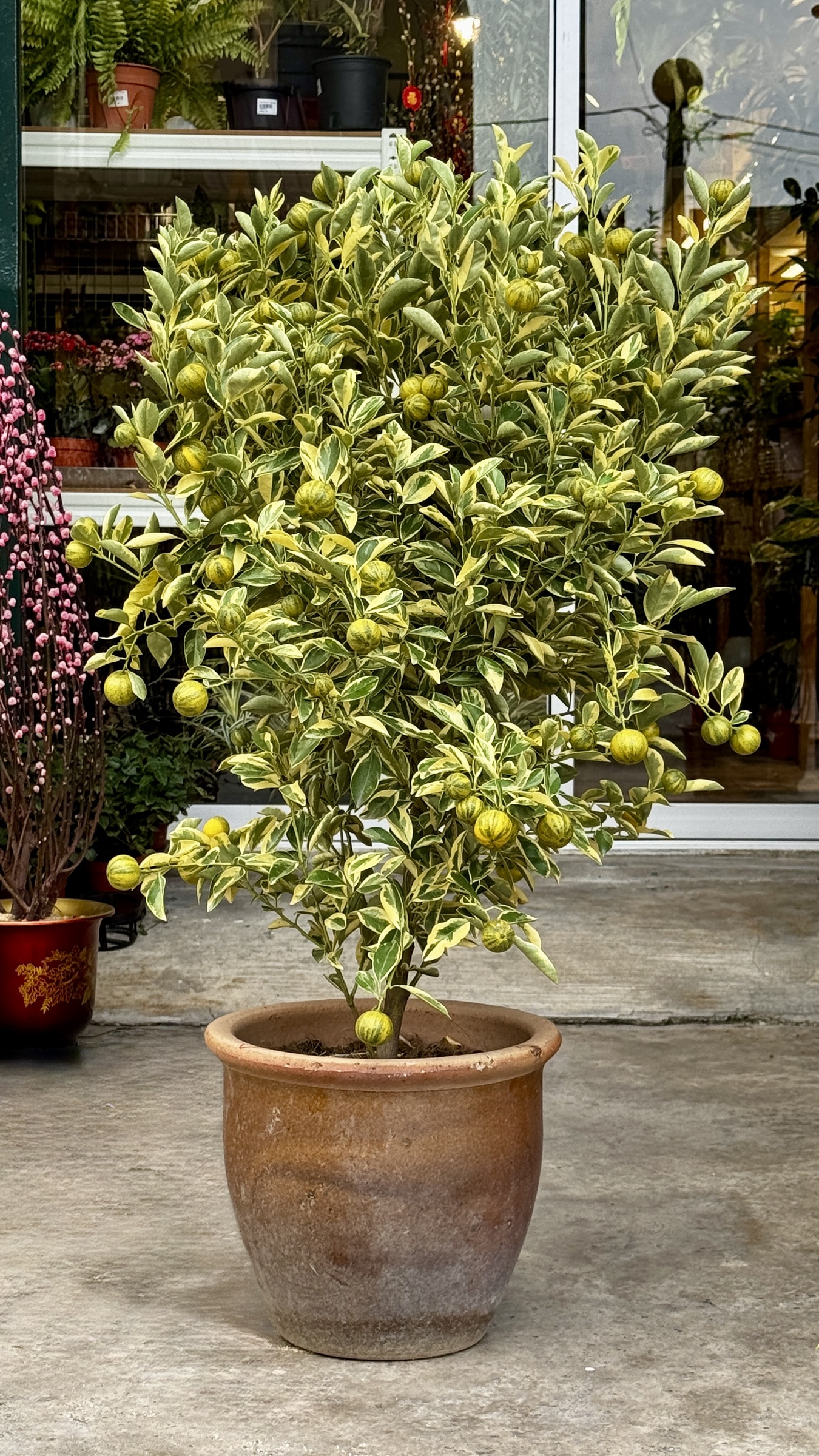 image_C17E5853-8A78-41F5-B90B-26BAA1A887C9_1769161485