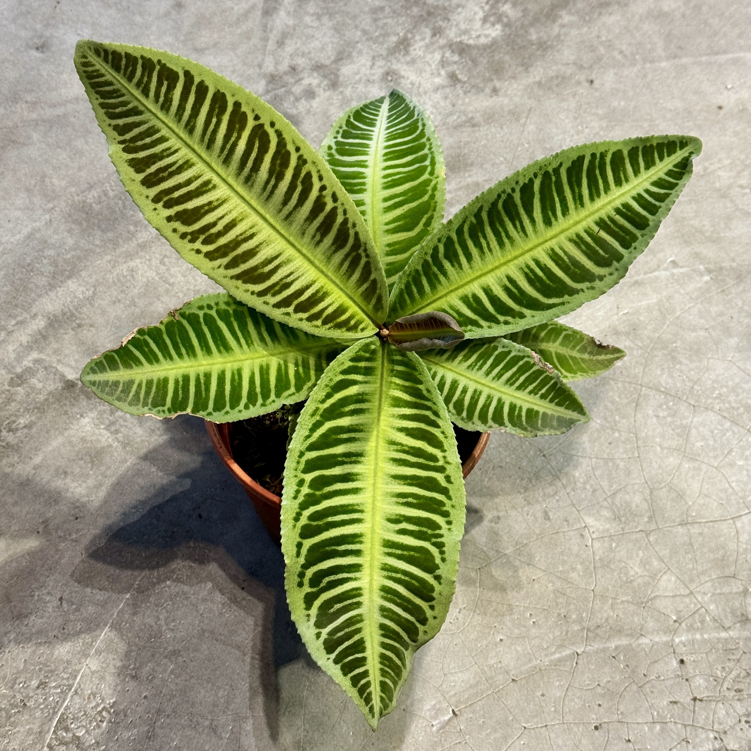 image_56558697-E83B-47F9-B849-A2BC86E97B27_1769583072