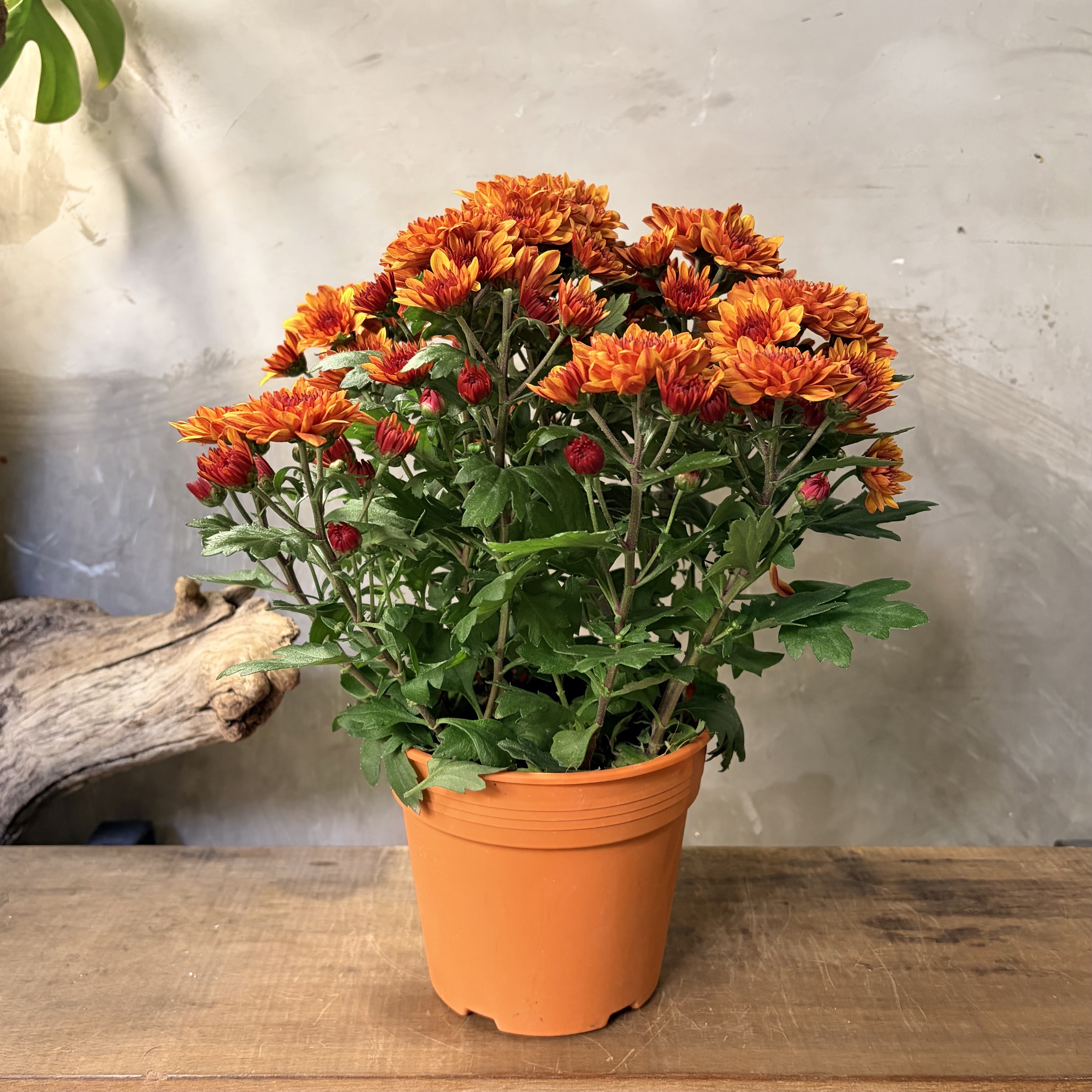 image_EFBB5BF1-1BF9-472C-BB77-C7ABB6A6CCEF_1769742894