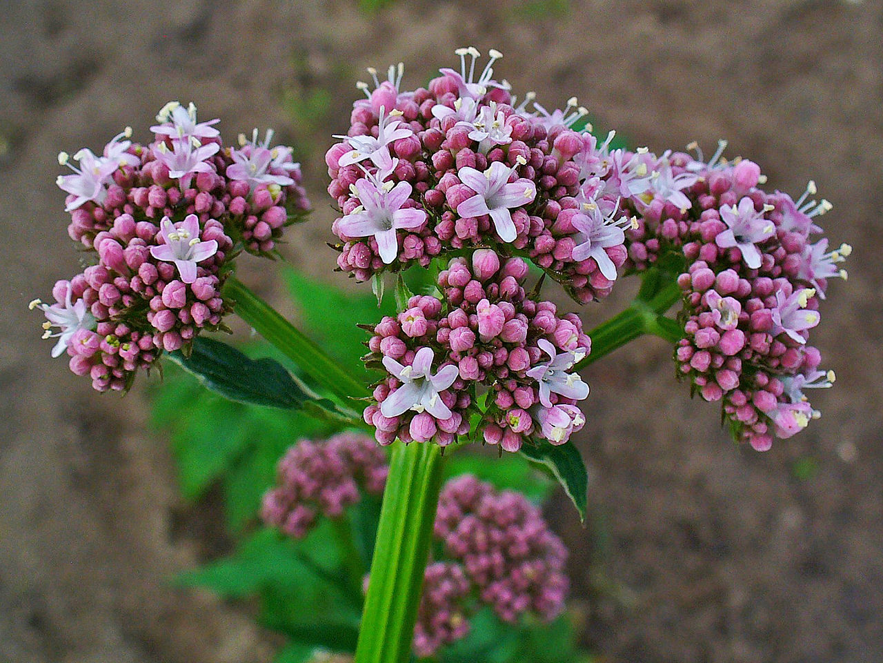 1280px-Valeriana_officinalis_002.JPG
