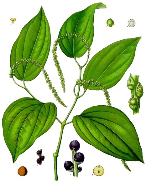 Piper_nigrum_-_Köhler–s_Medizinal-Pflanzen-107.jpg