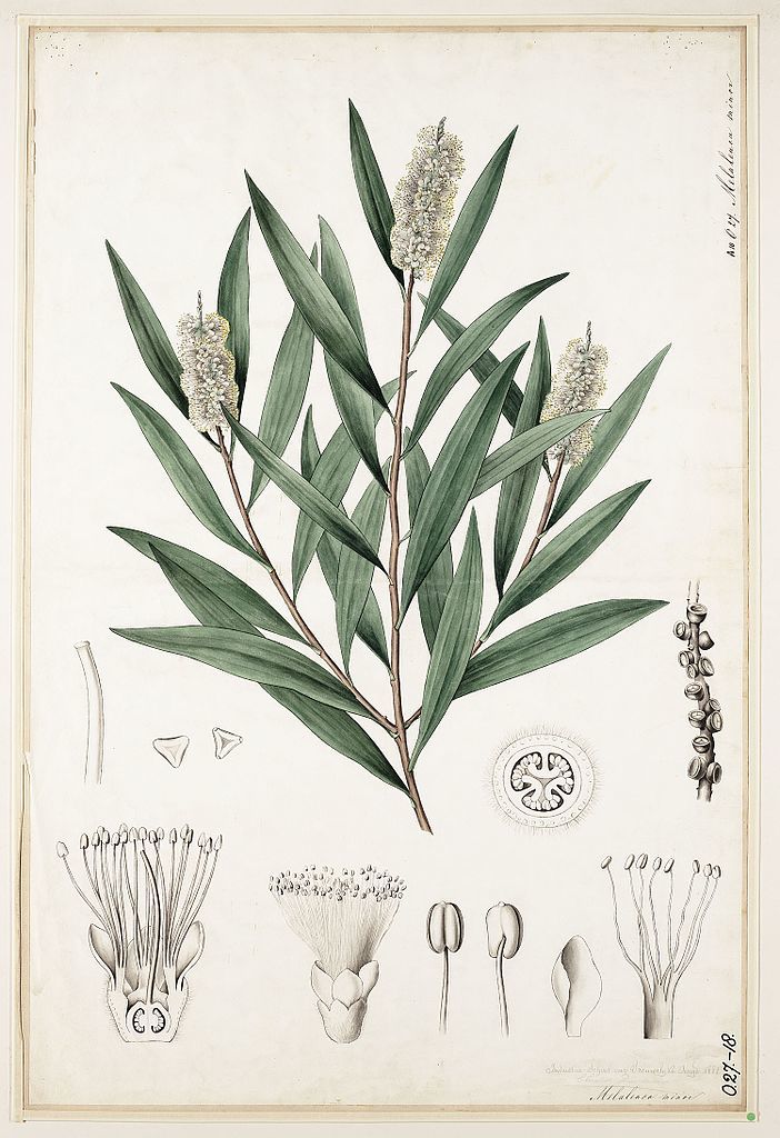 Melaleuca_cajuputi00.jpg