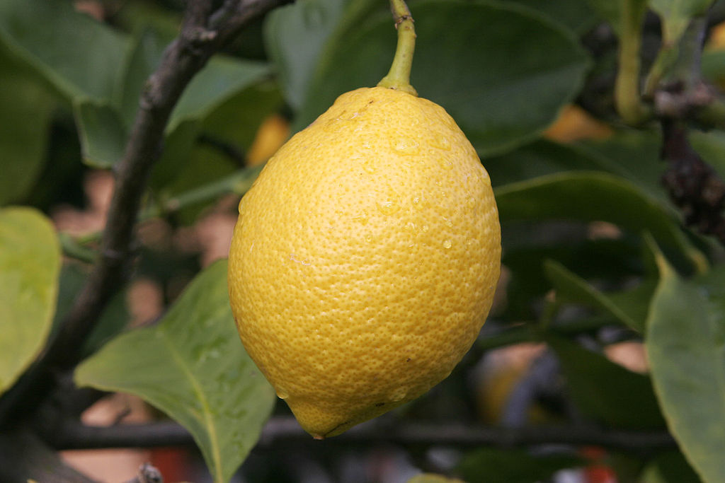 1024px-Lemon_closeup.jpg