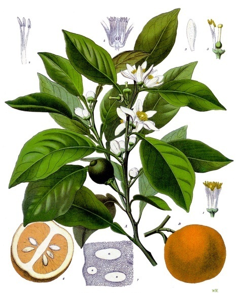 Citrus_aurantium_-_Köhler–s_Medizinal-Pflanzen-042.jpg