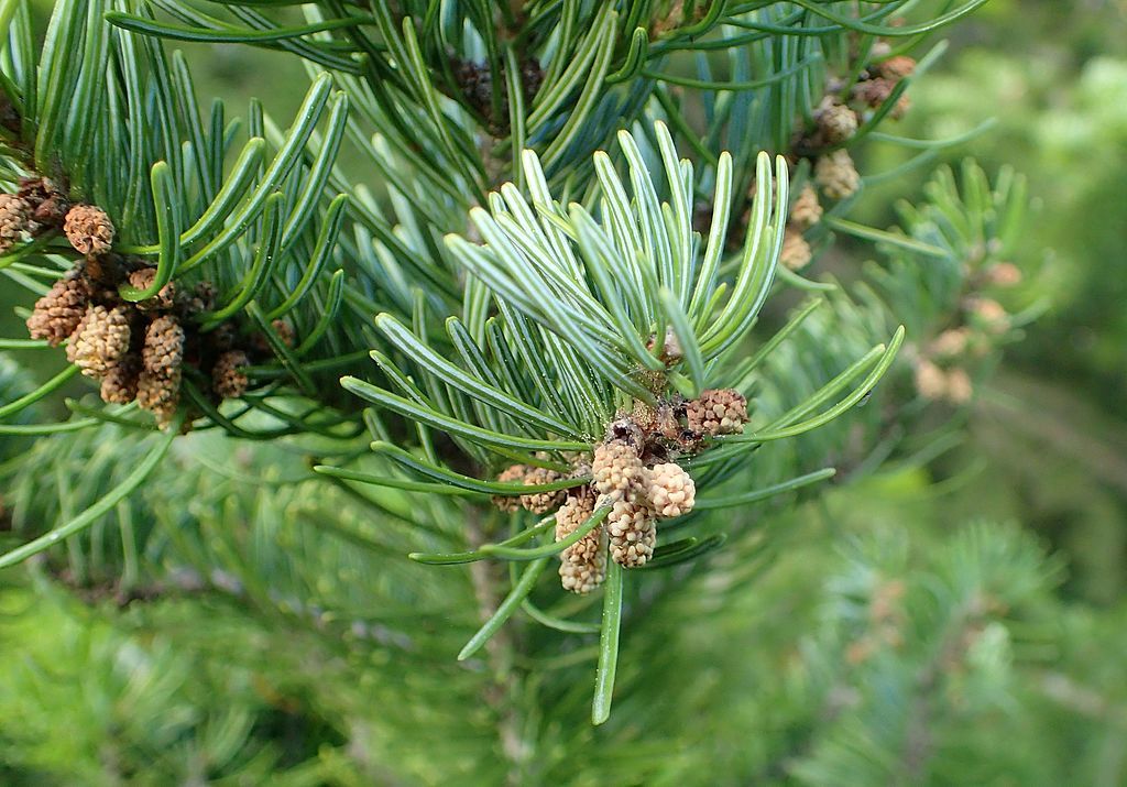 Abies_sibirica_kz3.jpg