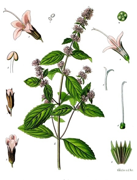 Mentha_×_piperita_-_Köhler–s_Medizinal-Pflanzen-095.jpg