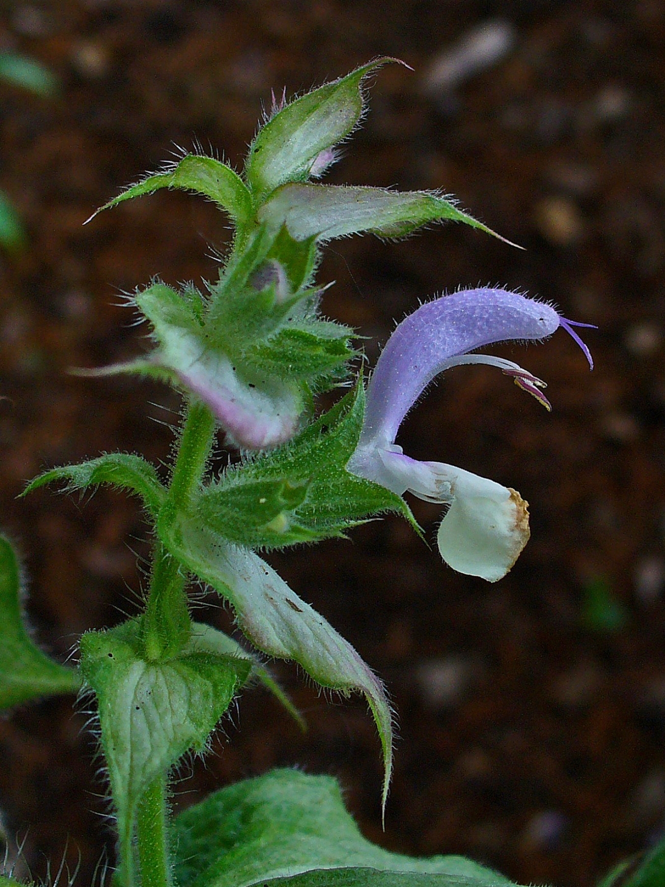 Salvia_sclarea_002