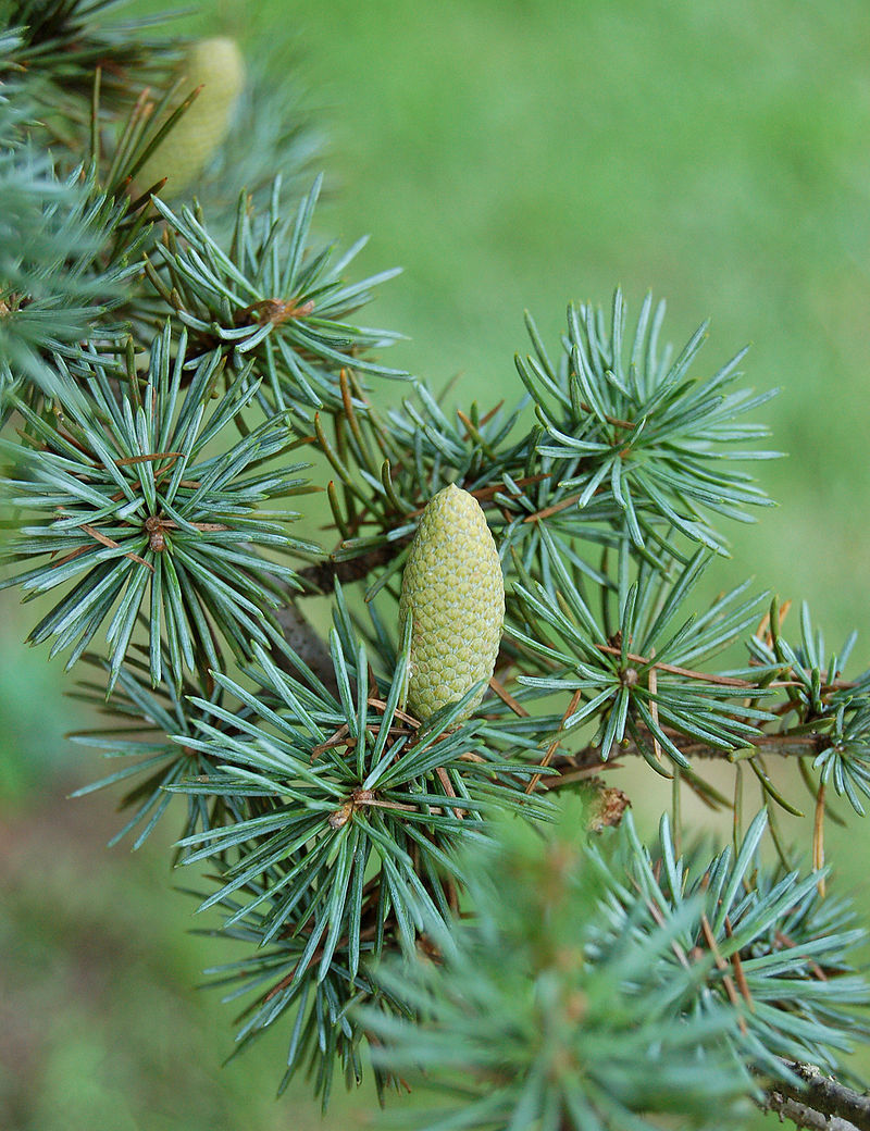800px-Atlas_Cedar_Cedrus_atlantica_%27Glauca%27_Sprig_2000px