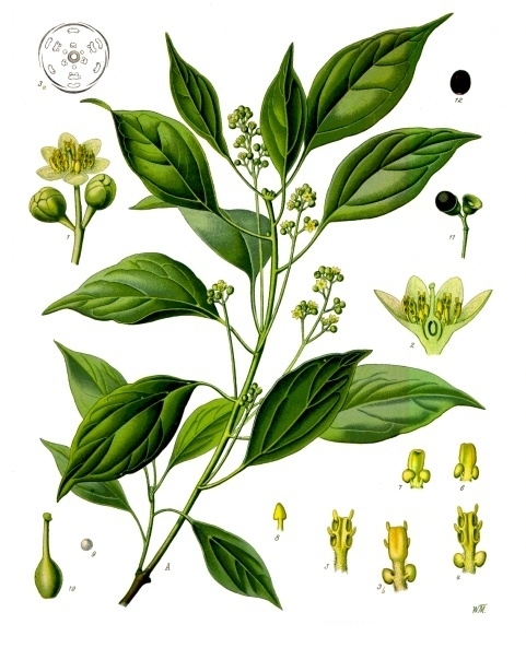 Cinnamomum_camphora_-_K%C3%B6hler%E2%80%93s_Medizinal-Pflanzen-181