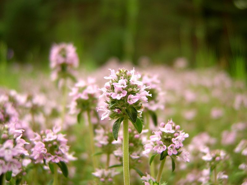 800px-Thymus_vulgaris_54555