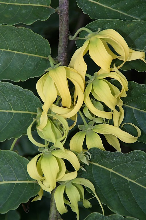 512px-Cananga_odorata_16zz