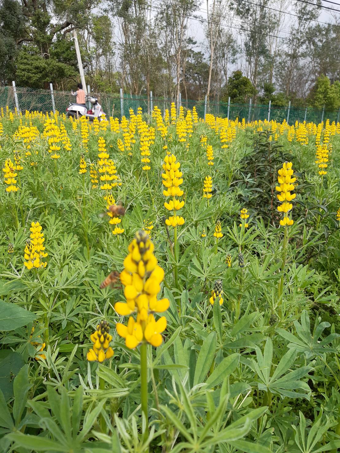 就是要兔gether出遊去！春遊賞花提案~澄黃搖鈴魯冰花、白色柚花、櫻花雨以及黃金海芋田~繽紛春季就在中苗