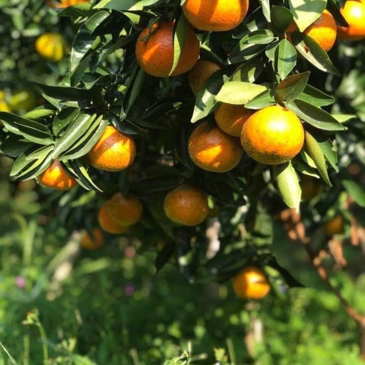 情人谷果園-粉絲專頁