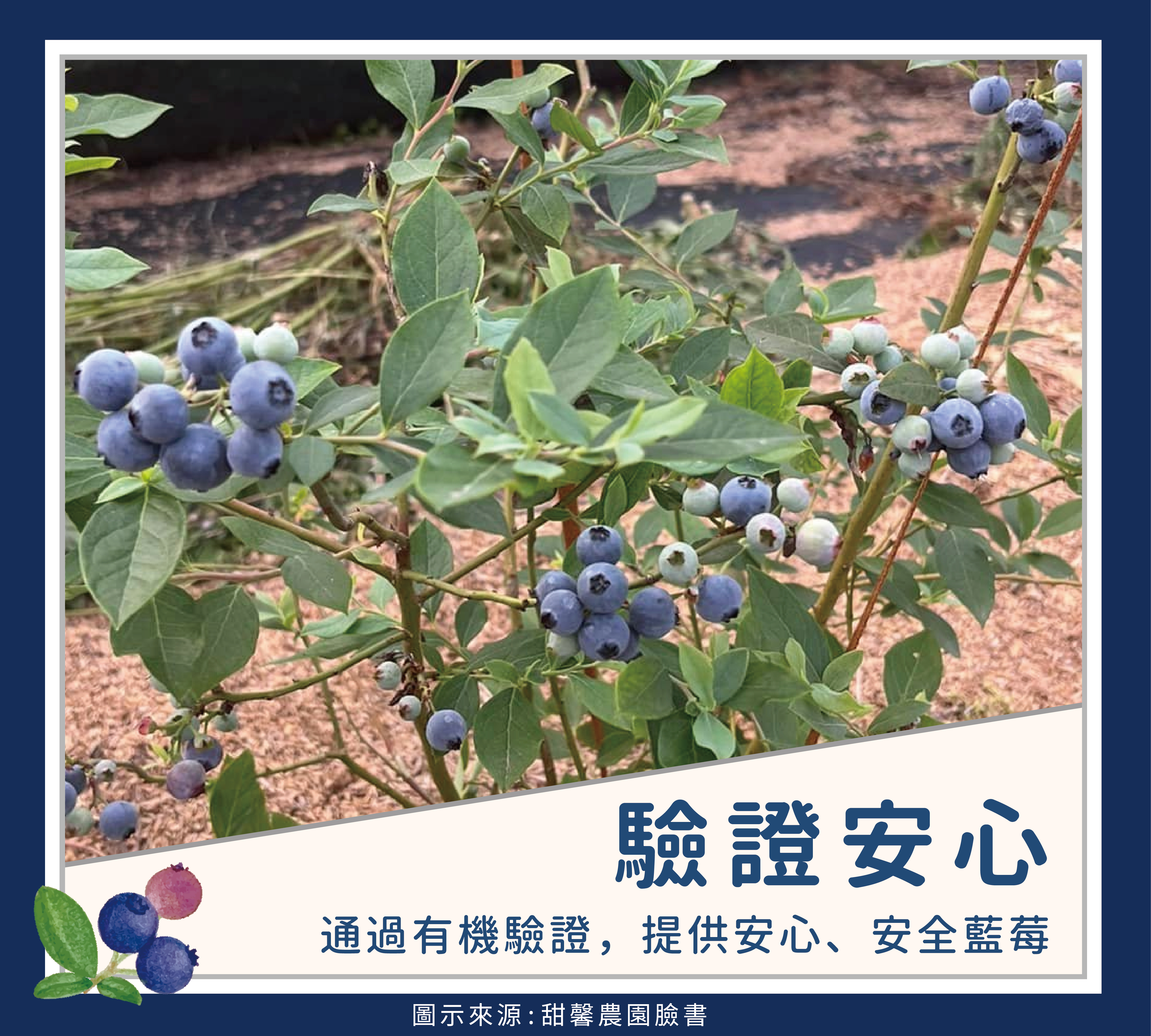 青農-28