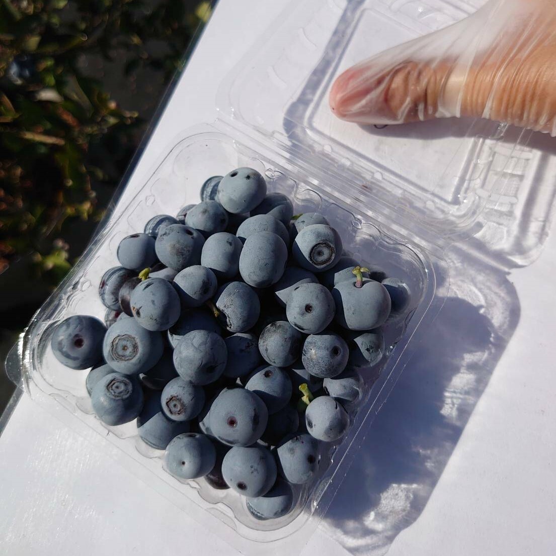 台花藍莓正方形照片