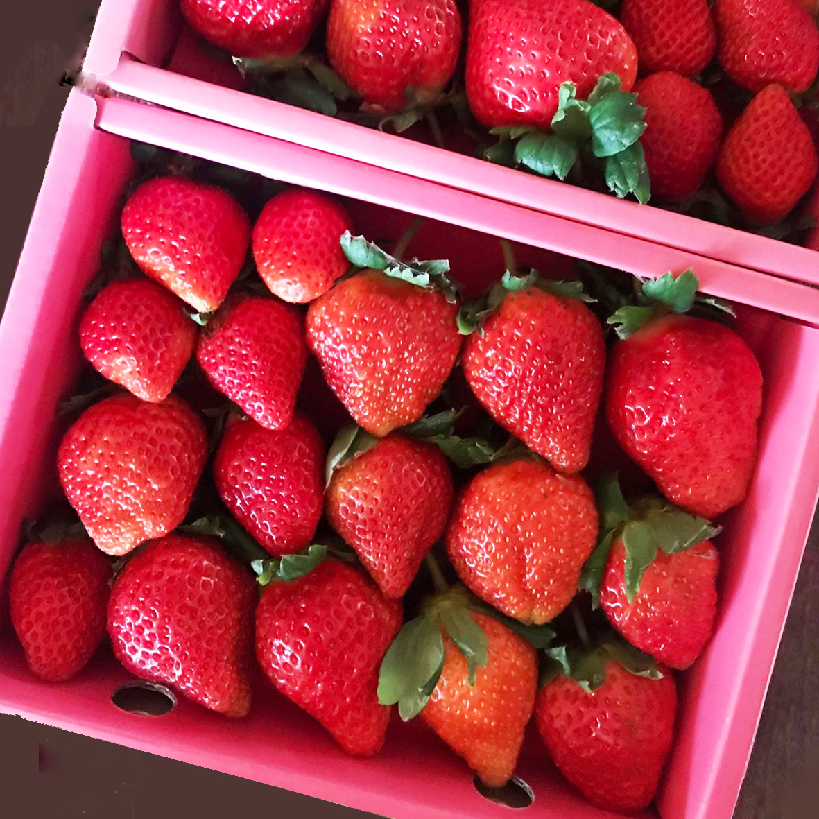 草莓 3.jpg