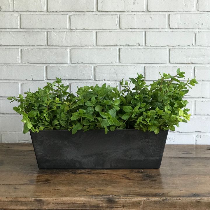 Planter - Black M with Plants 3766.jpg