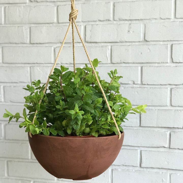 Hanging Planter - Bronze M with Plants 3754.jpg
