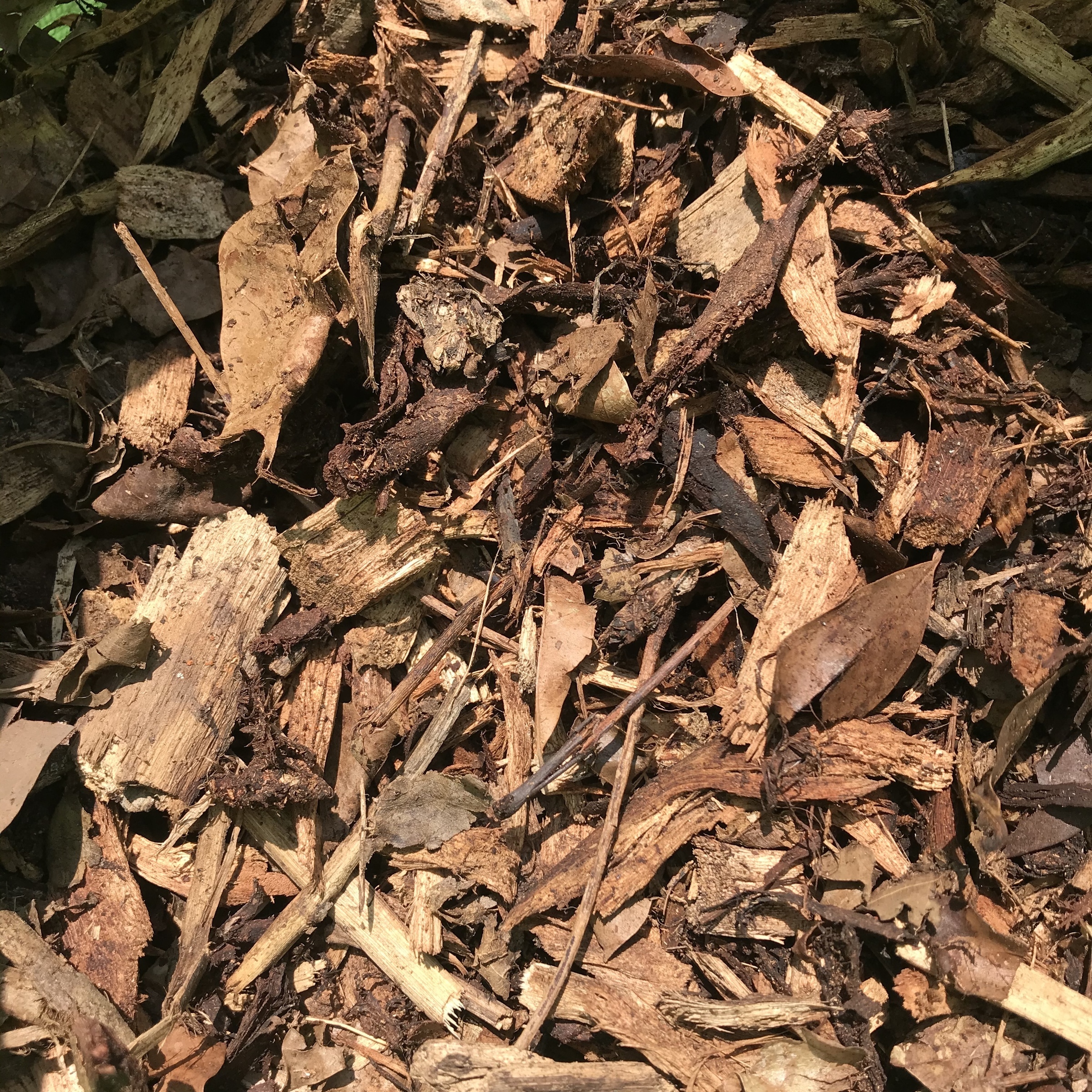 Wood Chip Mulch Eats, Shoots & Roots