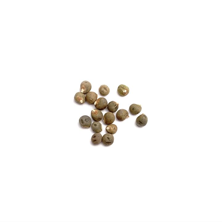 seeds_2022_Ladysfinger