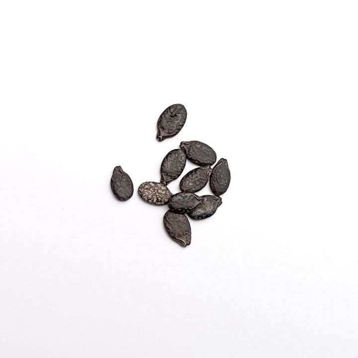 seeds_2022_Loofah