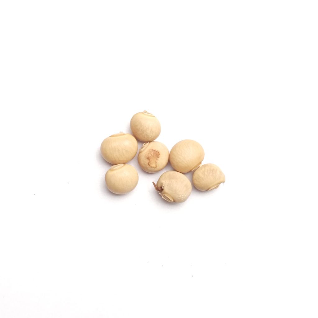 seeds_2022_Four Angled Bean