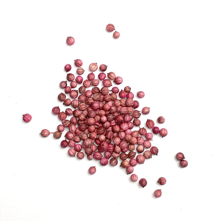 seeds_2022_Coriander