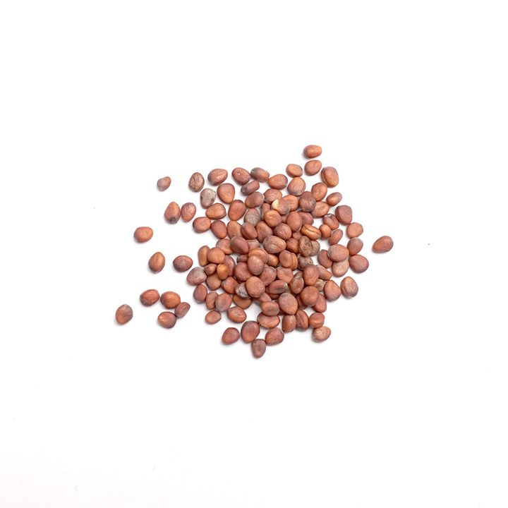 seeds_2022_Radish