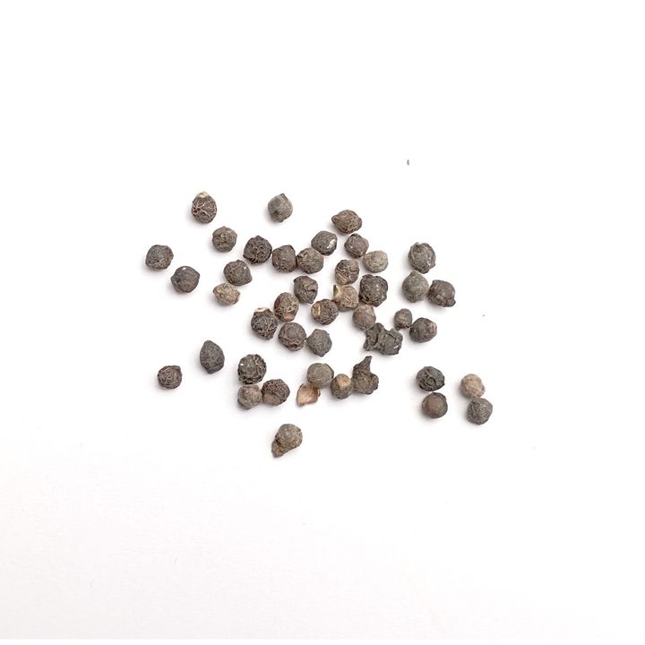 seeds_2022_Malabar Spinach