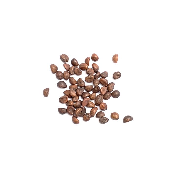 seeds_2022_Kangkung