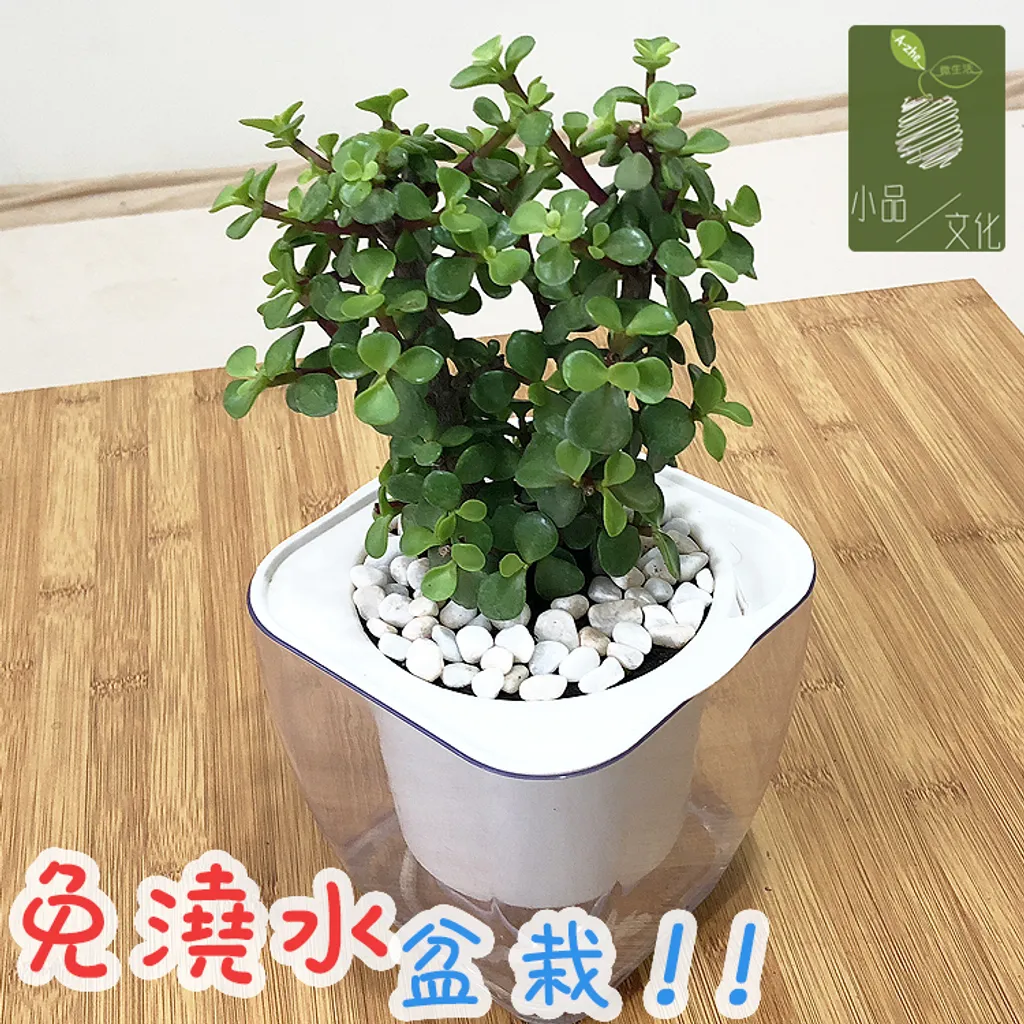 透明免澆水盆栽銀杏木 小品文化 創意盆栽 透明免澆水盆栽銀杏木 小品文化 創意盆栽