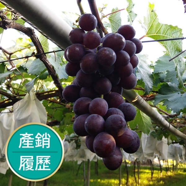 巨峰葡萄封面.jpg