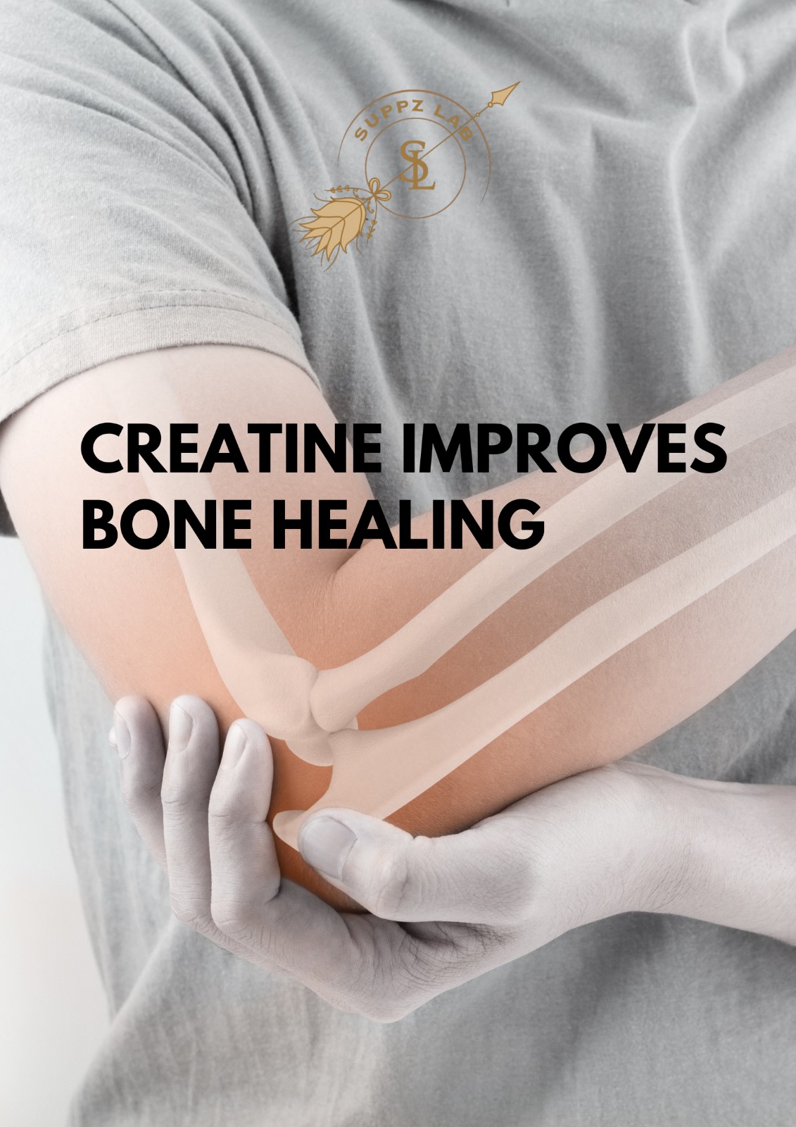 Creatine Improves Bone Healing